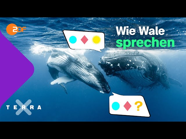 So komplex ist der Gesang der Wale | Terra X plus