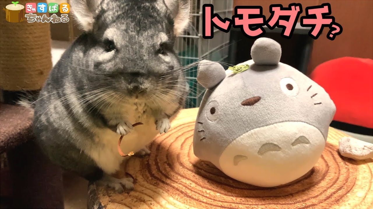 チンチラ トトロと出会ったチンチラの反応がかわいい The Reaction Of The Chinchilla Who Met Totoro Is Cute Youtube