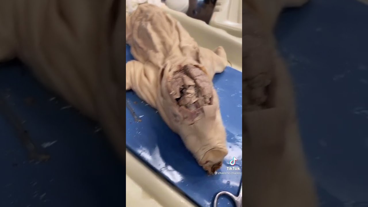 Dissecting A Pigs Brain 