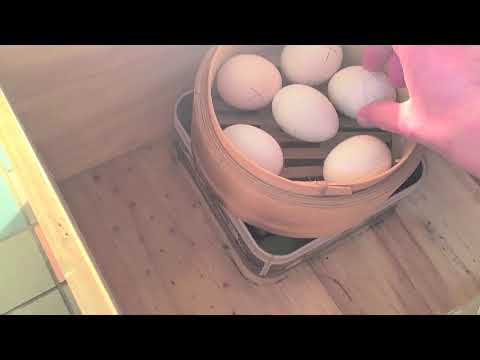 Vidéo: Comment Préparer Une Poule à Faire éclore Des œufs