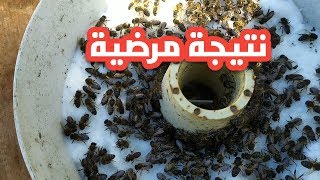 إقبال النحل على تناول عجينة الفوندو بقوة كبير