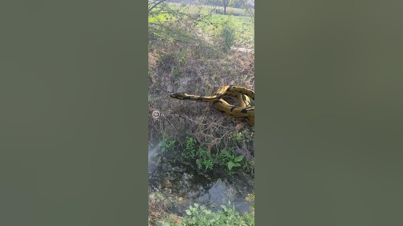 python snack cought on camera - YouTube