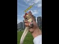 Look at my clingy little one #Sugar Glider #Cute Pet #Flying Squirrel