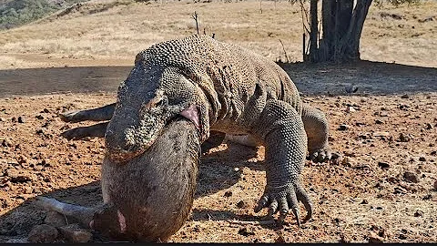 Viral 🔥 Komodo dragons swallow the wild Boar whole 