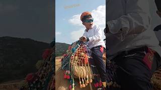 Lehrado Registan ki jaan Camel Walk  shorts camel_racing Camel camel  shortvideo subscribe