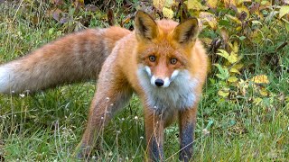 Friendly Fox in Finland