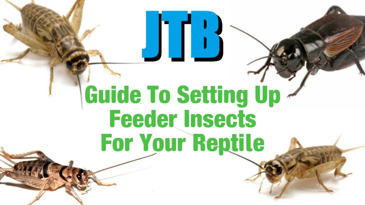 How To Set Up Feeder Insects - YouTube