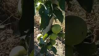 Stubaste jabuke / Column Apple 🍎 Pruning