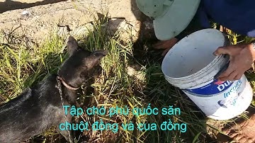 Tập chó phú quốc đi săn chuột đồng | Lần đầu dẫn chó phú quốc đi săn chuột