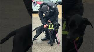 JOU Specialist Search Unit Dogs