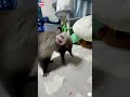 Got nothing in my brain 🧠 ✨ #funny #react #ferret #pet #cute