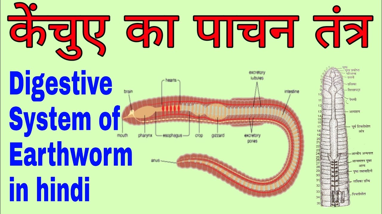 Digestive system of Earthworm, Alimentary Canal of Earthworm, Anatomy of  Earthworm