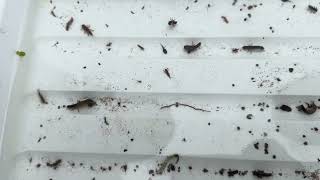Macroinvertebrates Youtube Video