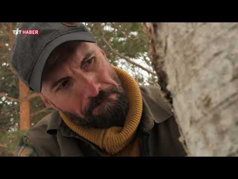 Video: Huş Ağacı Sapı Ne Zaman Toplanır