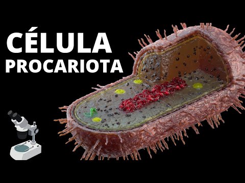 👩🏫La CÉLULA PROCARIOTA - Sus partes, organelos celulares, características y funcionamiento🦠
