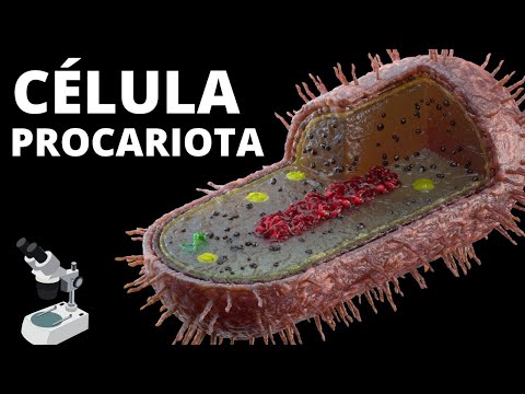 Video: ¿Qué es la membrana celular en la célula procariota?