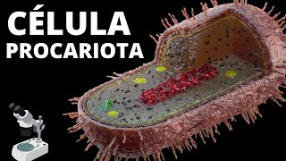 La Célula Procariota - Sus Partes, Organelos Celulares, Características Y Funcionamiento