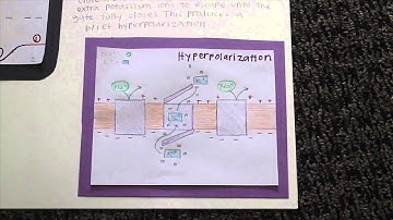 Action Potential Modeling Project