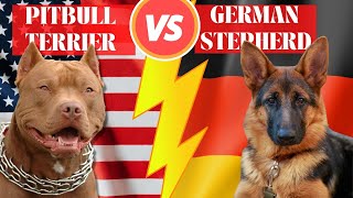 American Pitbull Terrier Vs German Shepherd: Breed Differences & Similarities