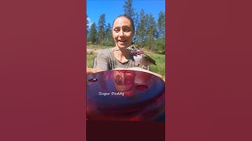 POV HUMMINGBIRD is your best friend! Calliope 7