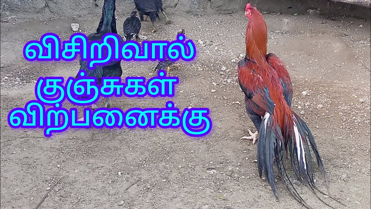 விற்பனை முடிந்தது நன்றி 🙏