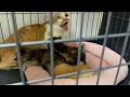 怒り狂う片目の見えないママ猫さん ケージに入ると意外な結果が… #2