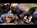 Fingiendo mi MUERTE delante de mi CACHORRO y mis PERROS 😂Como reaccionan los huskies