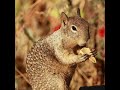 Ground Squirrel: acorn season  started!