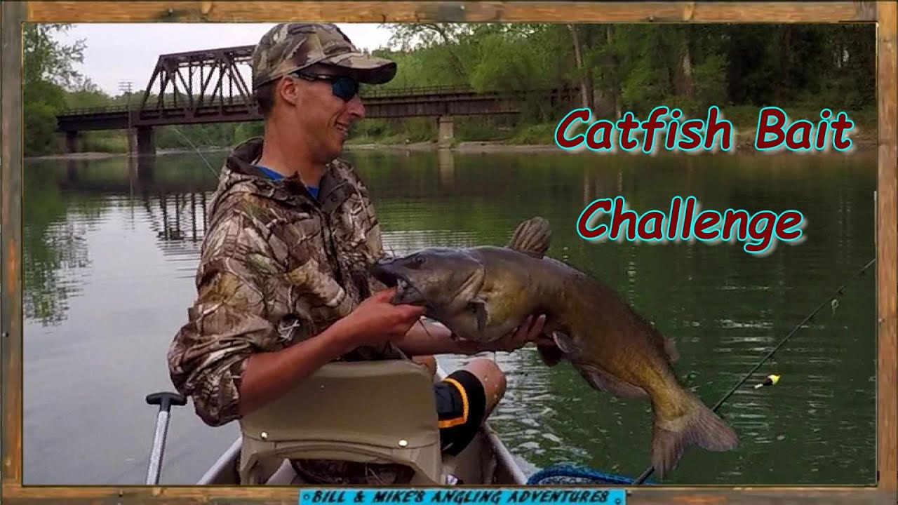 Cut Bait VS KoolAid Chicken Catfish Bait Challenge YouTube