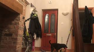 The Cleverest Patterdale Ever