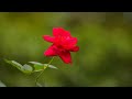Atik Yomin - Rose (Drill 'n' Bass/Electronica)