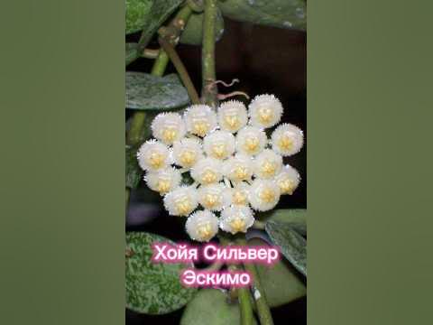 Хойя Сильвер Эскимо 🌿можно забрать самовывозом в Москве или отправлю в ...