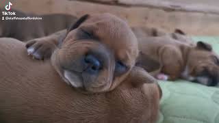 Staffstep Kennel Fci Grey Cardinal Valgo X Auricstaff Unique Red Shade. Born 8.08.2023