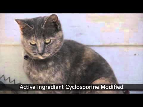 atopica-for-cats-|-skin-allergy-treatment