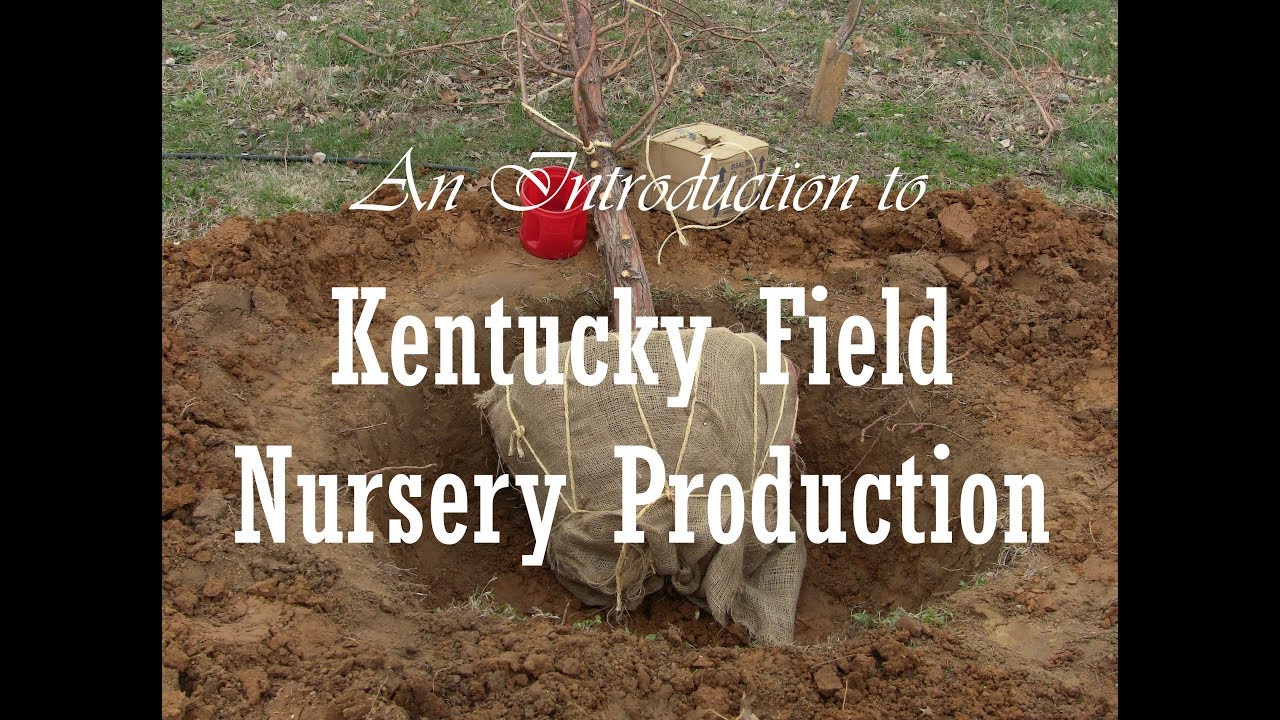 An Introduction to Kentucky Field Nursery Production YouTube