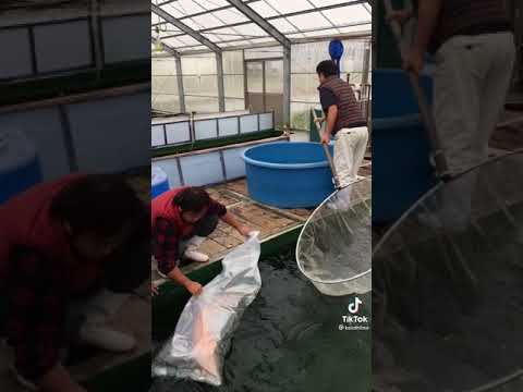 Грант на разведение рыбы