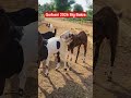 Qurbani Ke Big Khassi Bakra 2026 #qurbani #eid #animals #bakra