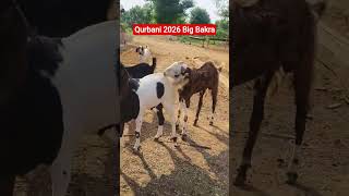 Qurbani Ke Big Khassi Bakra 2026 #qurbani #eid #animals #bakra
