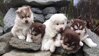 Funny Sleeping Siberian Husky Puppies by Pure Siberian Husky 29,527 views 6 years ago 1 minute, 5 seconds