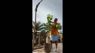 How to stake a citrus tree