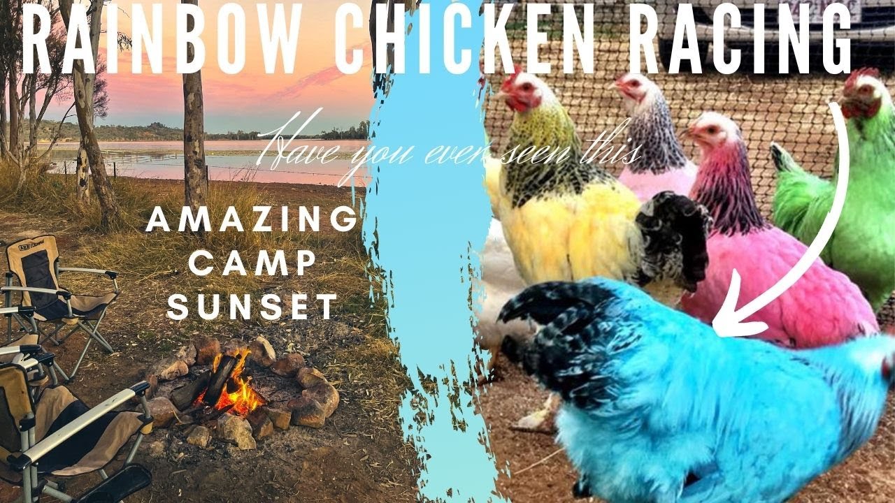Tambo Chicken Racing Experiance Bens Chicken Racing Tambo - Teresa Creek Dam Campground ...