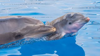 Two Dolphin Babies Born at SeaWorld San Diego