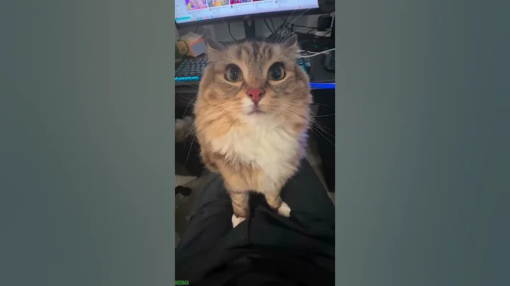 Video 10869331: funny dog cat talking, cat grooming dog, kitten meowing