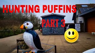 Fantastic PUFFINS at Bempton Cliffs RSPB |  Wildlife Photography. #rspb #bemptoncliffs #puffins