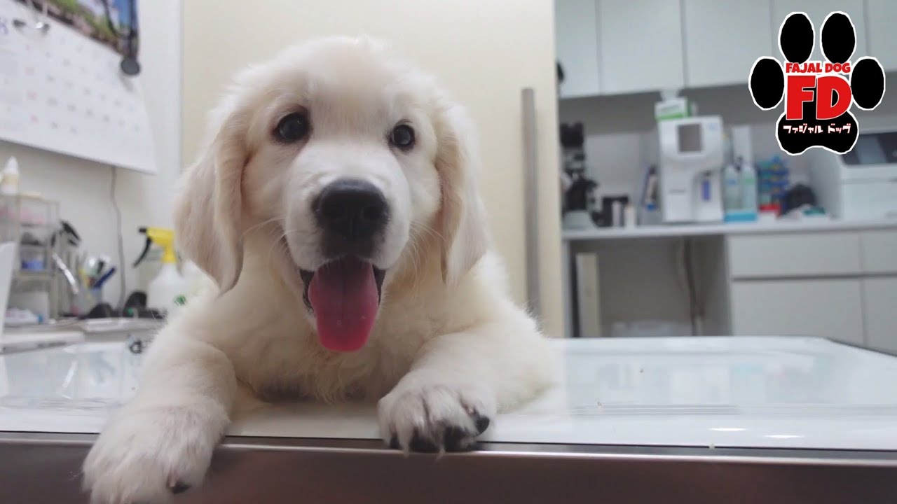 英国ゴールデンレトリバー子犬ユピタの初めての病院