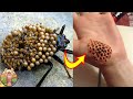 Descargar Faites ATTENTION Aux Piqures de Ces Insectes ! - Lama Faché Descargar Faites ATTENTION Aux Piqures de Ces Insectes ! - Lama Faché