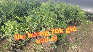 Thọ hương, cúc bi, cúc vip tất cả các loại mai giống mới 0335679645