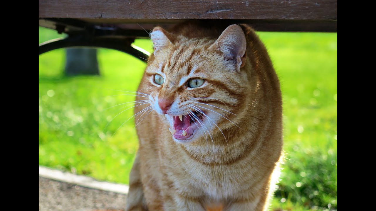 The sound of angry cats, total anger Nature sound YouTube