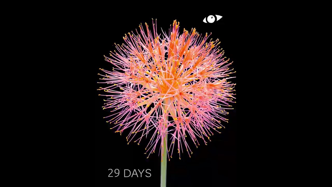 その他 Artbeats Timelapse Flowers 1 その他 Artbeats Timelapse Flowers 1 Animated Blooming