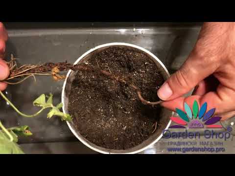Видео: Размножаване на резници за риган: Как да засадите резници от риган